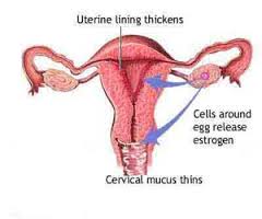 Leucorrhoea (White Vaginal Discharge): A Hikmat Perspective on Causes, Prevention, and Holistic Management
